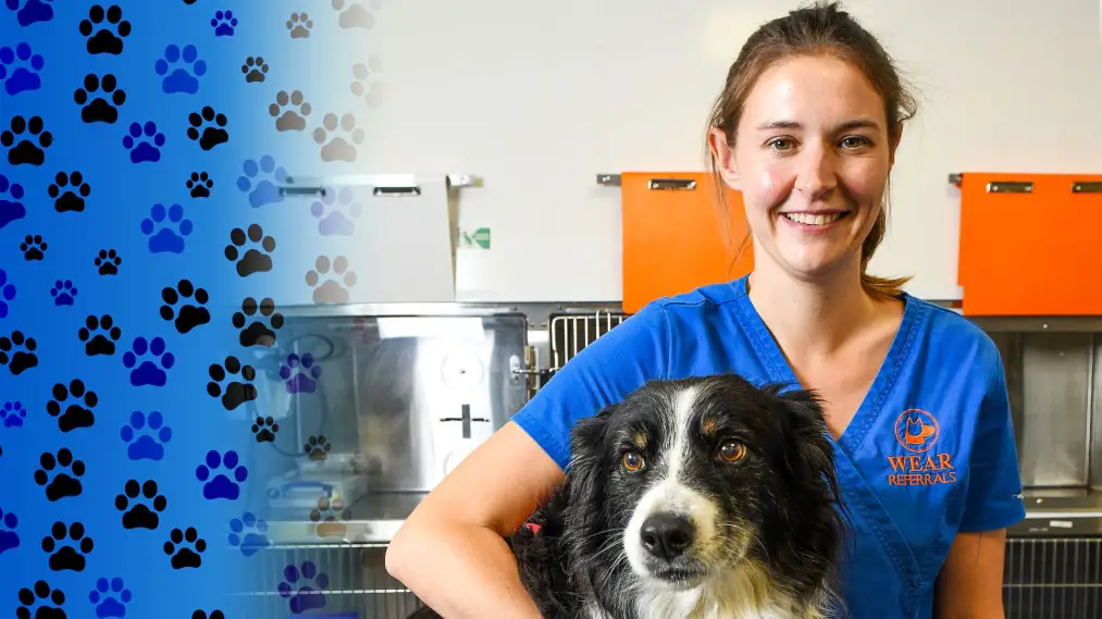Phim 24/7 Pet Hospital - 24/7 Pet Hospital (2023)