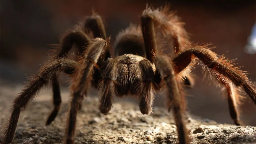 Phim 72 Dangerous Animals: Australia - 72 Dangerous Animals: Australia (2014)