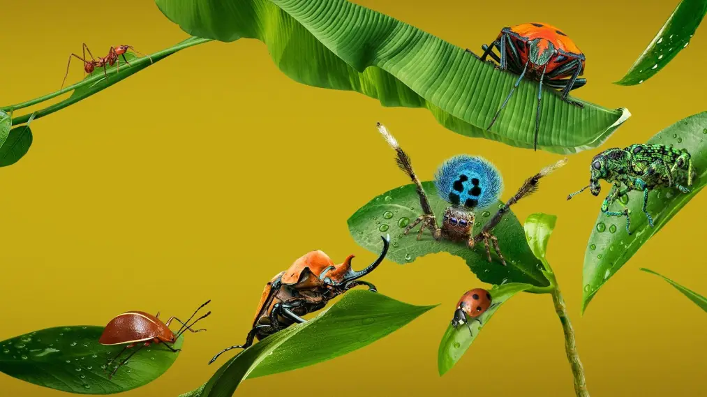Phim A Real Bug's Life - A Real Bug's Life (2024)