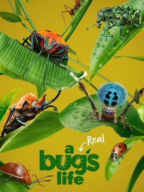  A Real Bug's Life (2024)