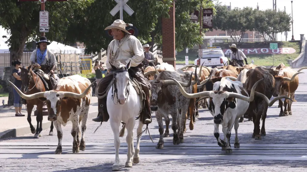 Phim Adventures of Bailey: A Night in Cowtown - Adventures of Bailey: A Night in Cowtown (2013)