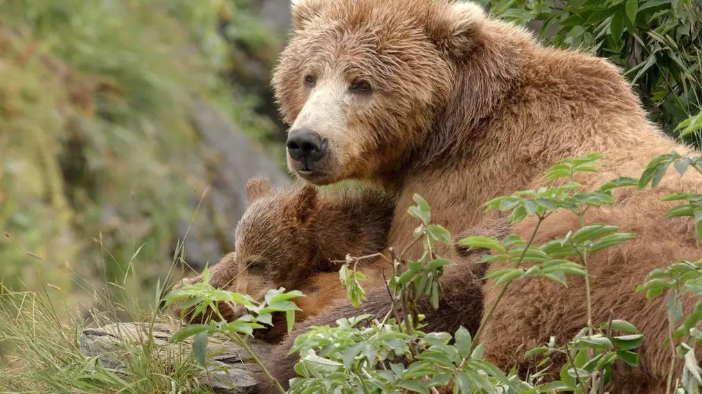 Phim Alaska's Giant Bears - Alaskas Riesenbären (2023)
