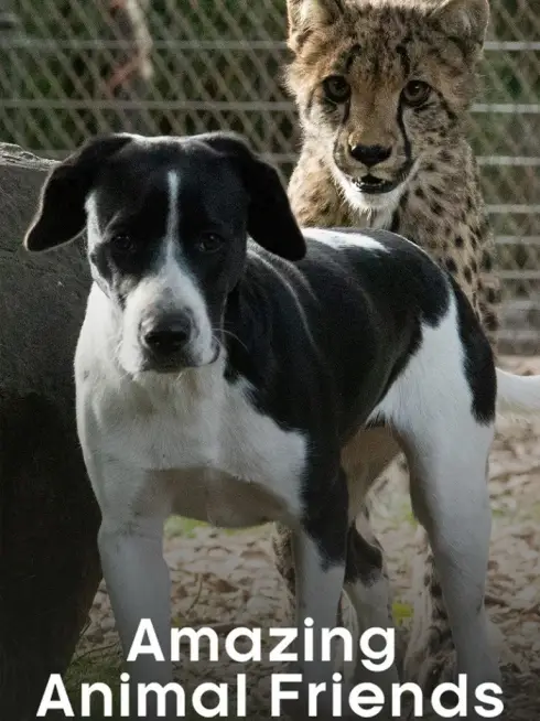 Amazing Animal Friends