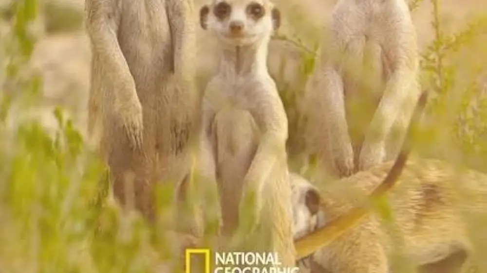 Animal Genius
