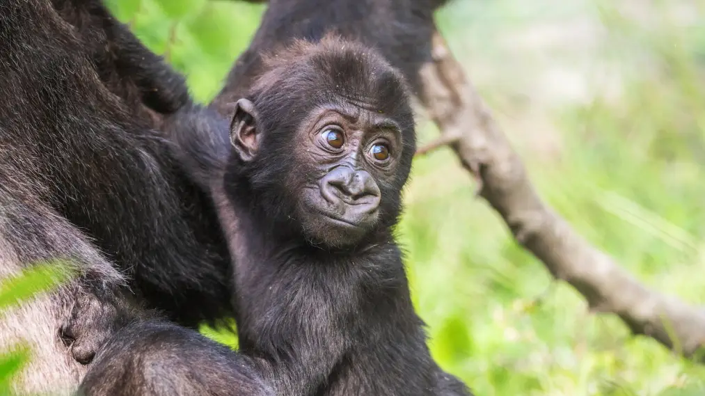 Phim Baby Gorilla Cam - Baby Gorilla Cam (2023)
