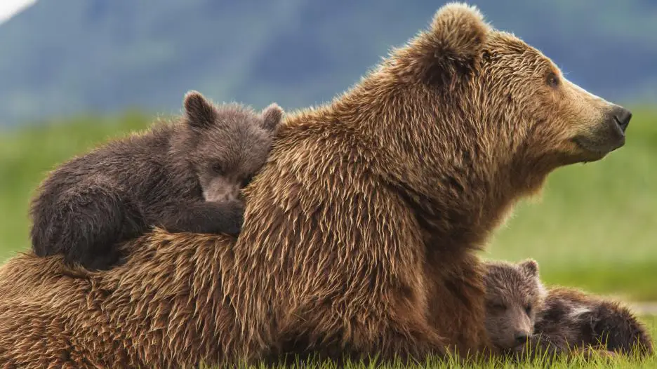 Bears