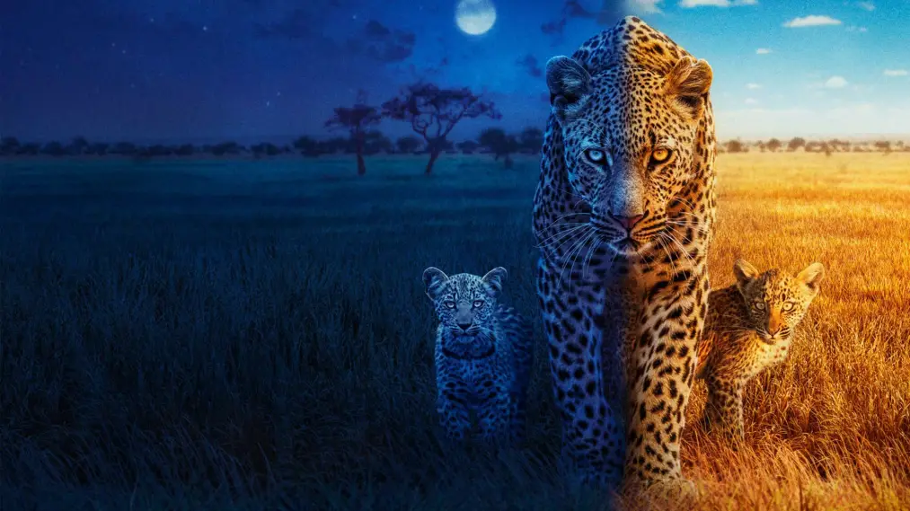 Phim Big Cats 24/7 - Big Cats 24/7 (2024)