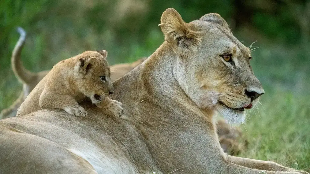 Phim Big Cats, Small World - Big Cats, Small World (2024)
