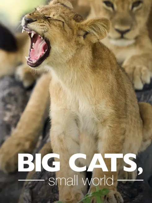 Big Cats, Small World
