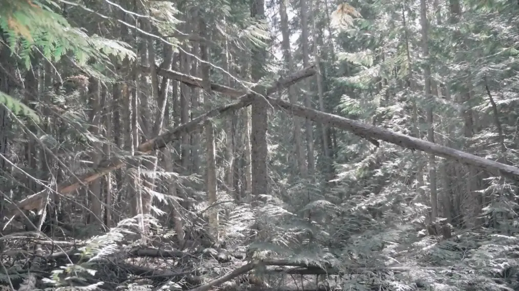 Phim Bigfoot Encounters in the Pacific Northwest - Bigfoot Encounters in the Pacific Northwest (2021)