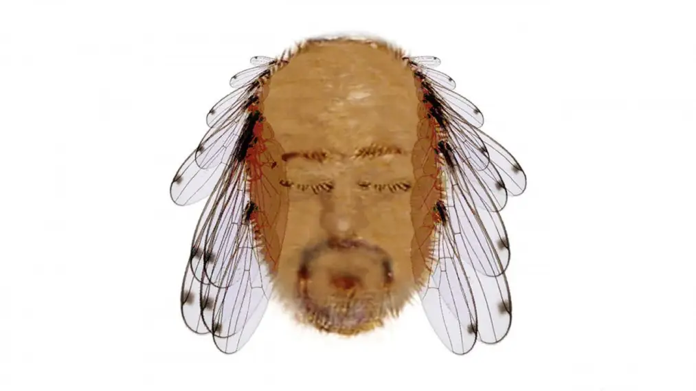 Phim Bill Bailey: Tinselworm - Bill Bailey: Tinselworm (2008)