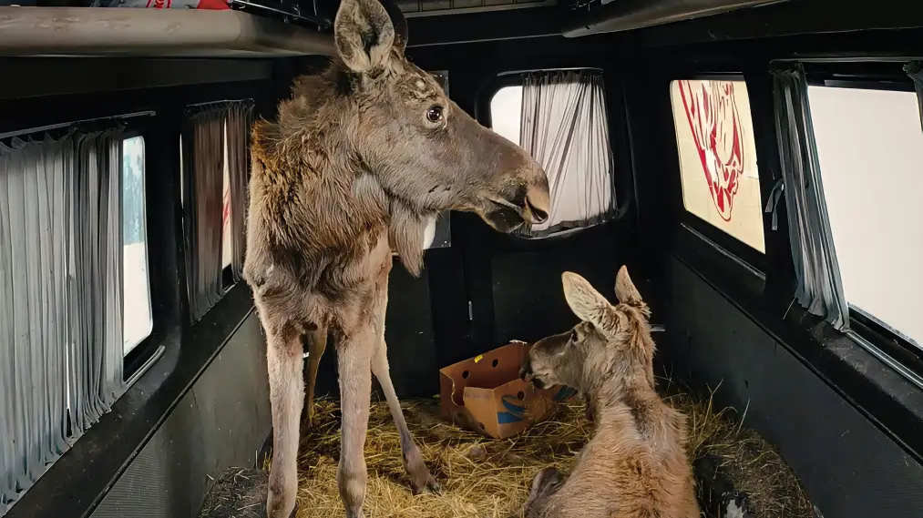 Phim Checkpoint Zoo - Checkpoint Zoo (2024)