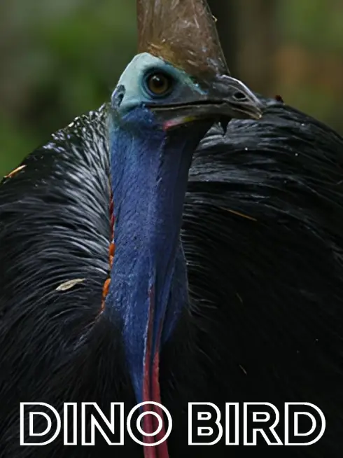 Dino Bird