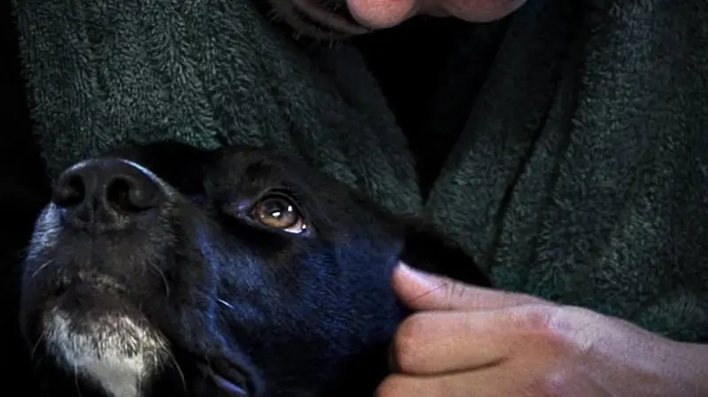 Dogs on the Inside