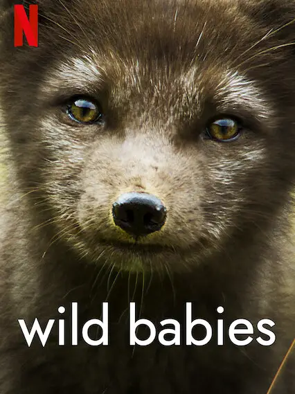 Phim Động vật chào đời - Wild Babies (2022)