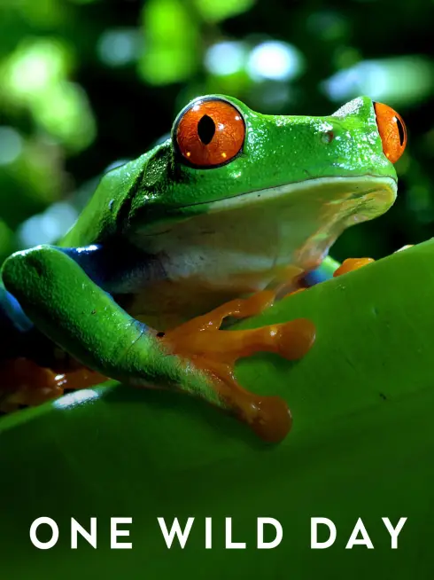 Extreme Animals: One Wild Day