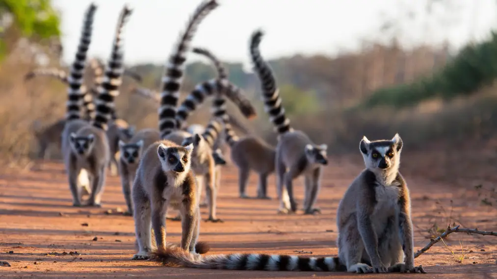 Phim Gangs of Lemur Island - Gangs of Lemur Island (2019)