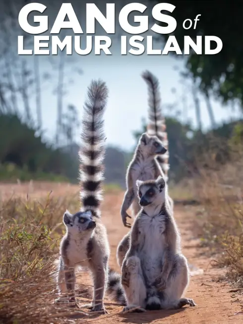 Gangs of Lemur Island