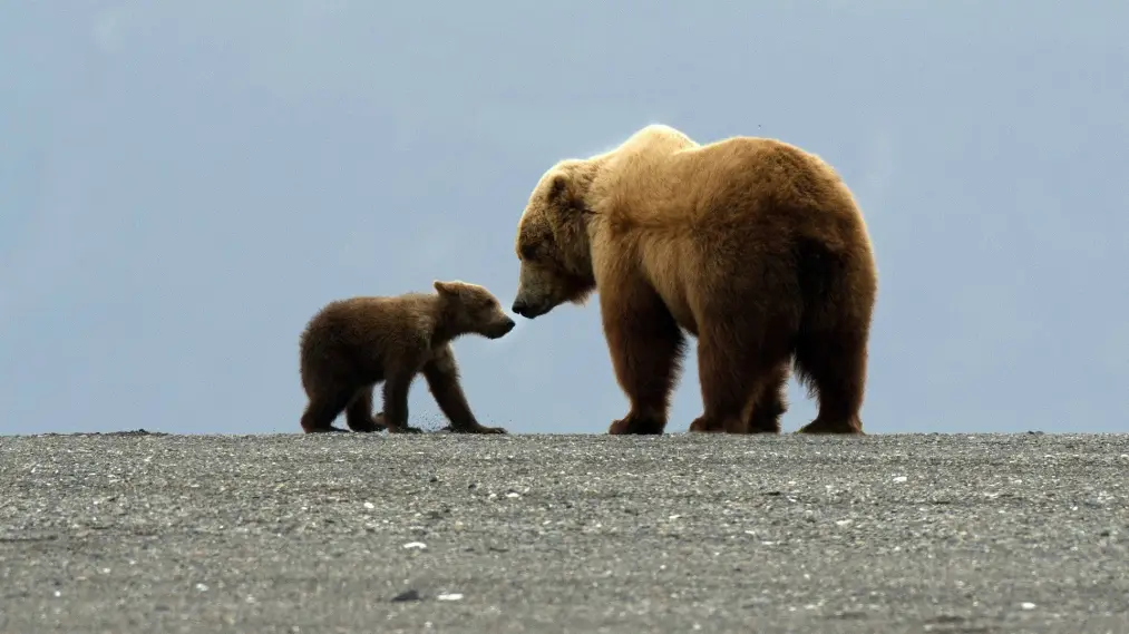 Great Bear Stakeout