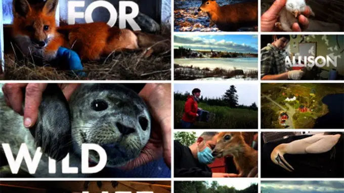Phim Hope for Wildlife - Hope for Wildlife (2010)