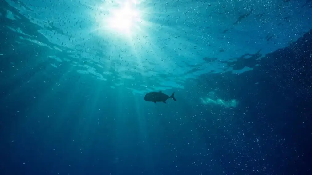 Phim Hope in the Water - Hope in the Water (2024)