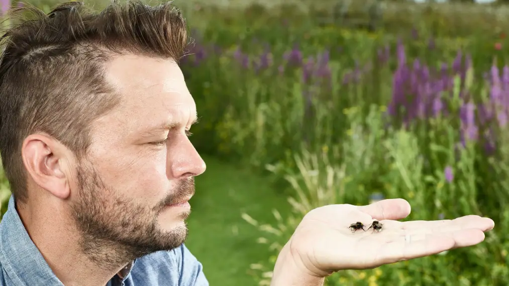 Phim Jimmy's Big Bee Rescue - Jimmy's Big Bee Rescue (2020)