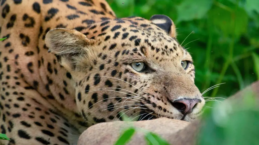 Phim Leopard Dynasty – The Rise of Rana - Leopard Dynasty – The Rise of Rana (2025)