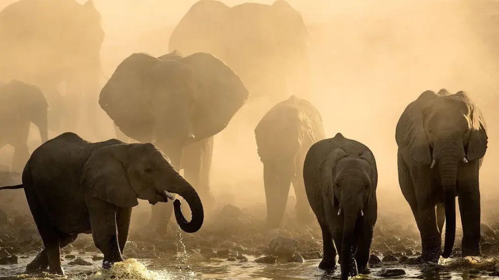 Phim Life at the Waterhole - Life at the Waterhole (2021)