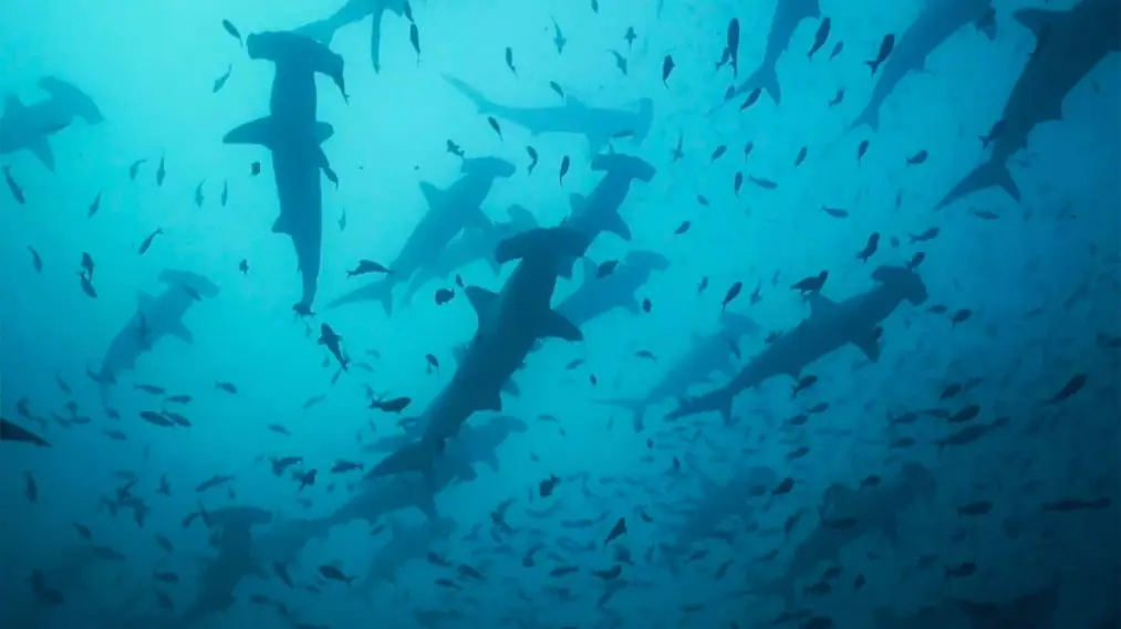Phim Migrations: The Big Swim - Migrations: The Big Swim (2020)
