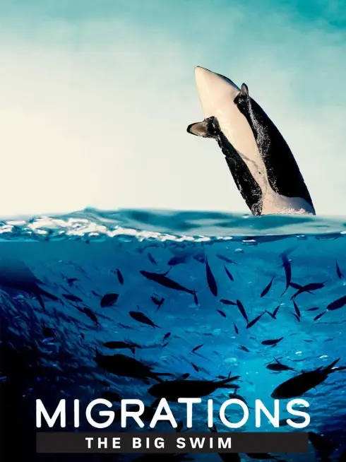 Migrations: The Big Swim