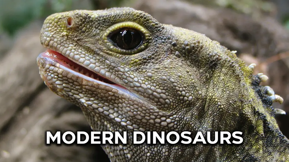 Phim Modern Dinosaurs - Modern Dinosaurs (2017)
