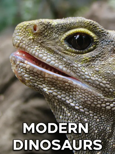 Modern Dinosaurs (2017)