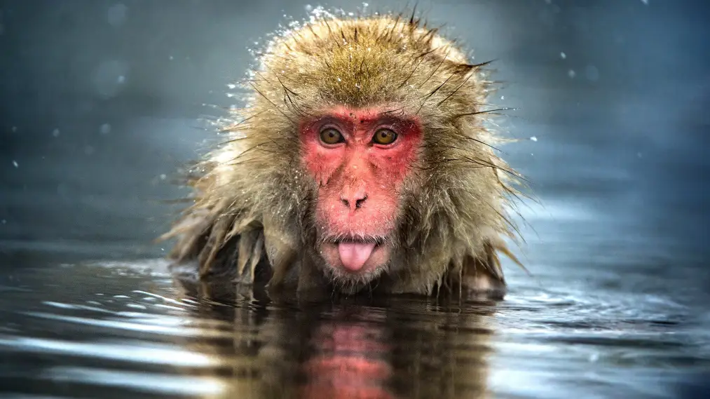 Phim Monkey Planet - Monkey Planet (2014)