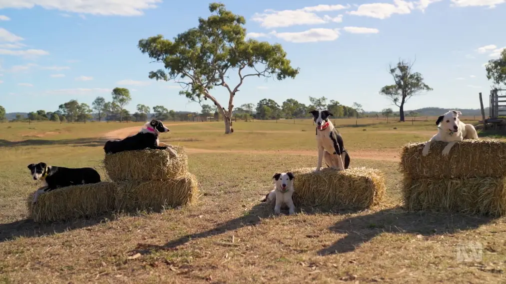 Phim Muster Dogs - Muster Dogs (2022)