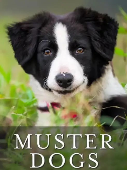 Muster Dogs