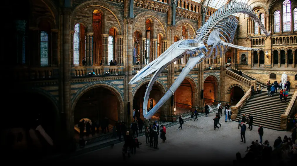 Phim Natural History Museum: World of Wonder - Natural History Museum: World of Wonder (2021)