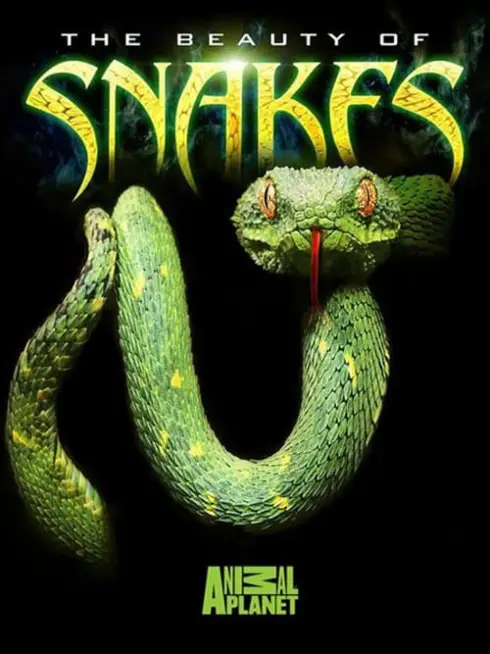 Phim Nét đẹp của loài rắn - The Beauty of Snakes (2003)