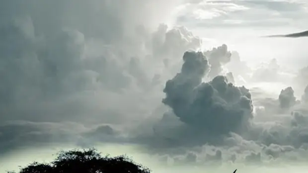 Phim Ol Pejeta Diaries - Ol Pejeta Diaries ()