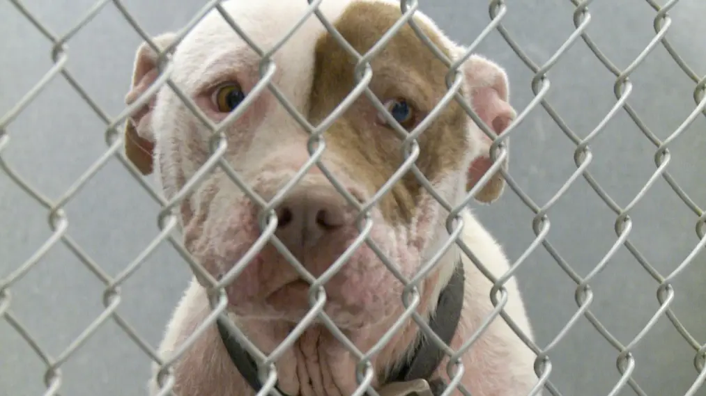 Phim One Nation Under Dog - One Nation Under Dog:  Stories of Fear, Loss and Betrayal (2012)