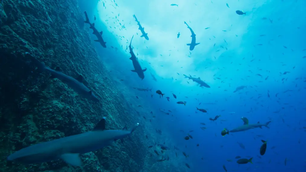 Phim Our Oceans - Our Oceans (2024)