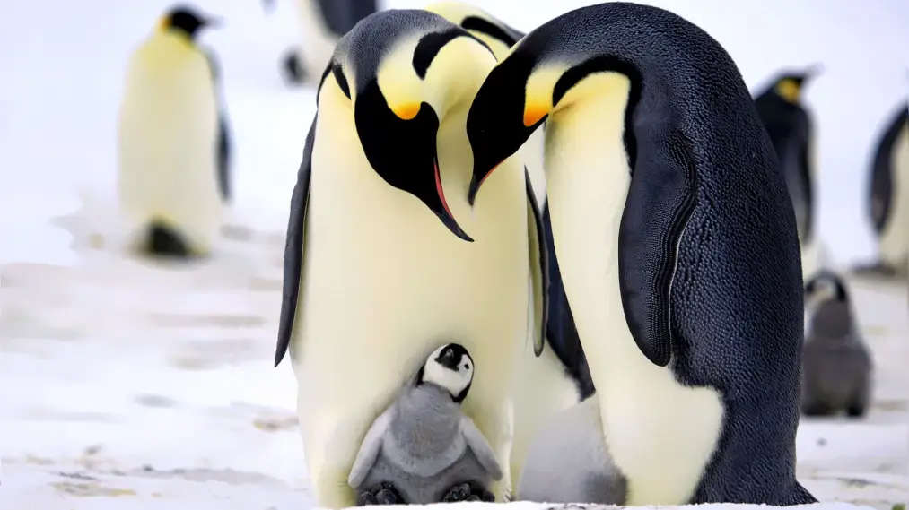 Phim Penguins: Spy in the Huddle - Penguins: Spy in the Huddle (2013)