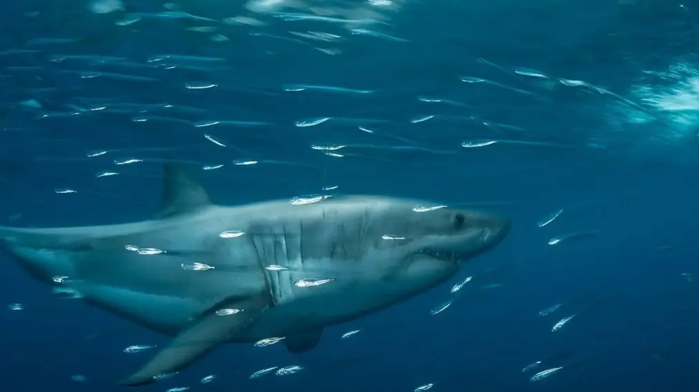 Phim Planet Shark - Planet Shark (2022)