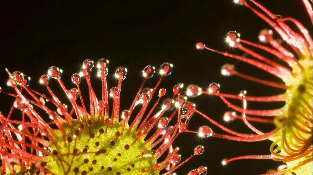 Plants Behaving Badly