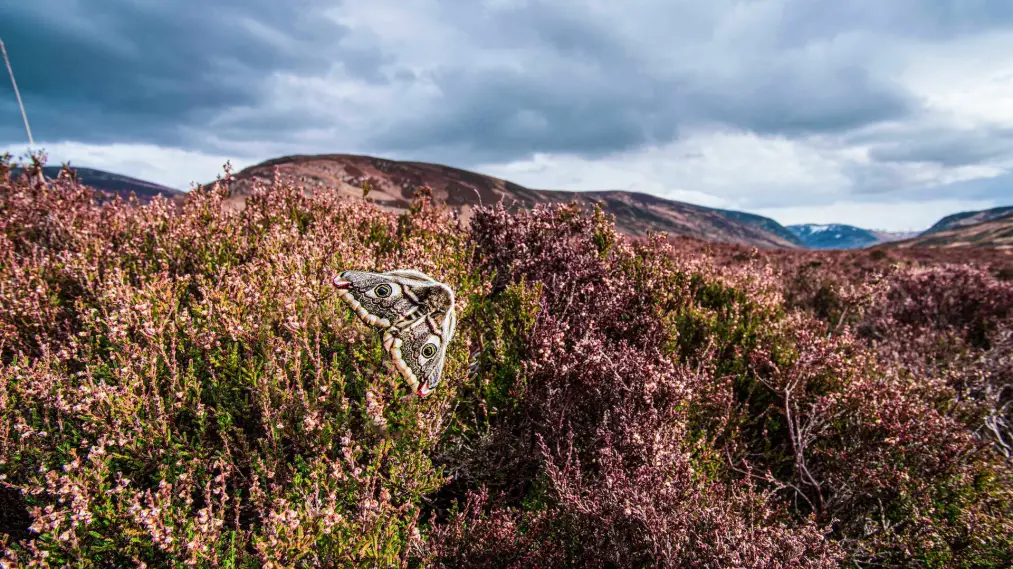 Phim Scotland: A Year In The Wild - Scotland: A Year In The Wild (2021)