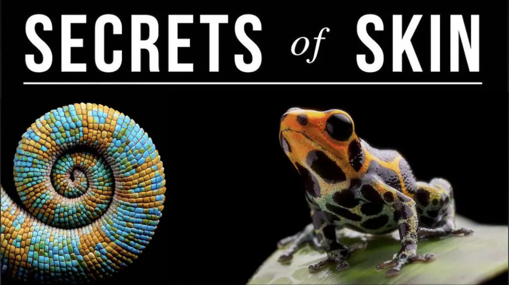 Phim Secrets of Skin - Secrets of Skin (2019)