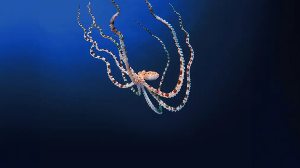 Phim Secrets of the Octopus - Secrets of the Octopus (2024)