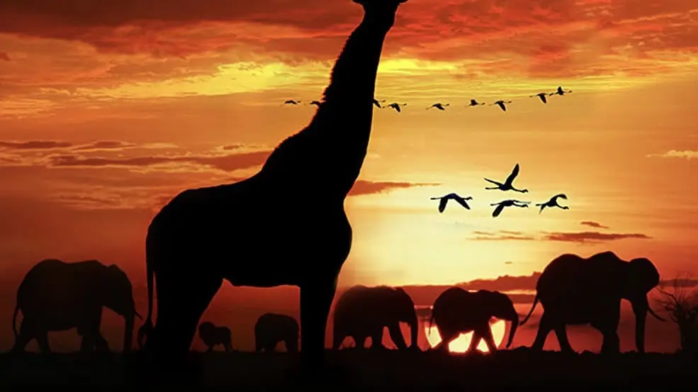 Phim Serengeti - Serengeti (2022)