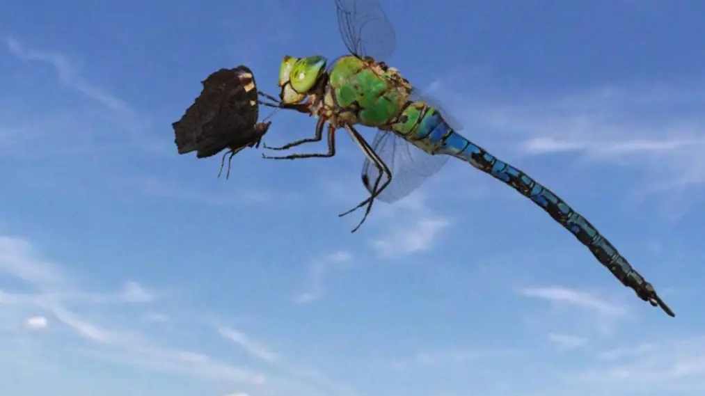 Sky Hunters - The World of Dragonfly