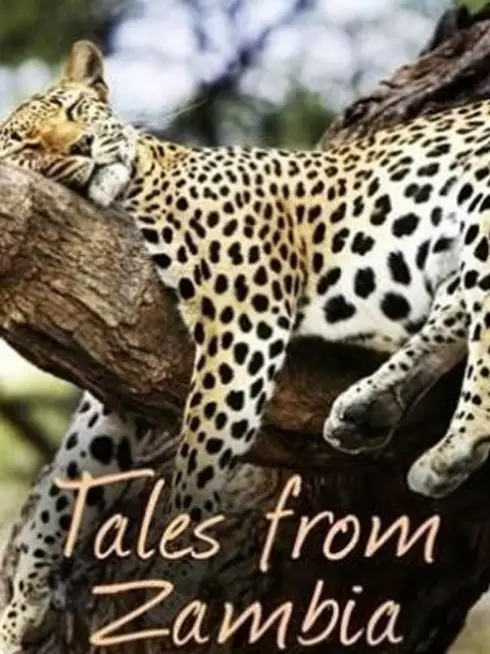 Tales from Zambia