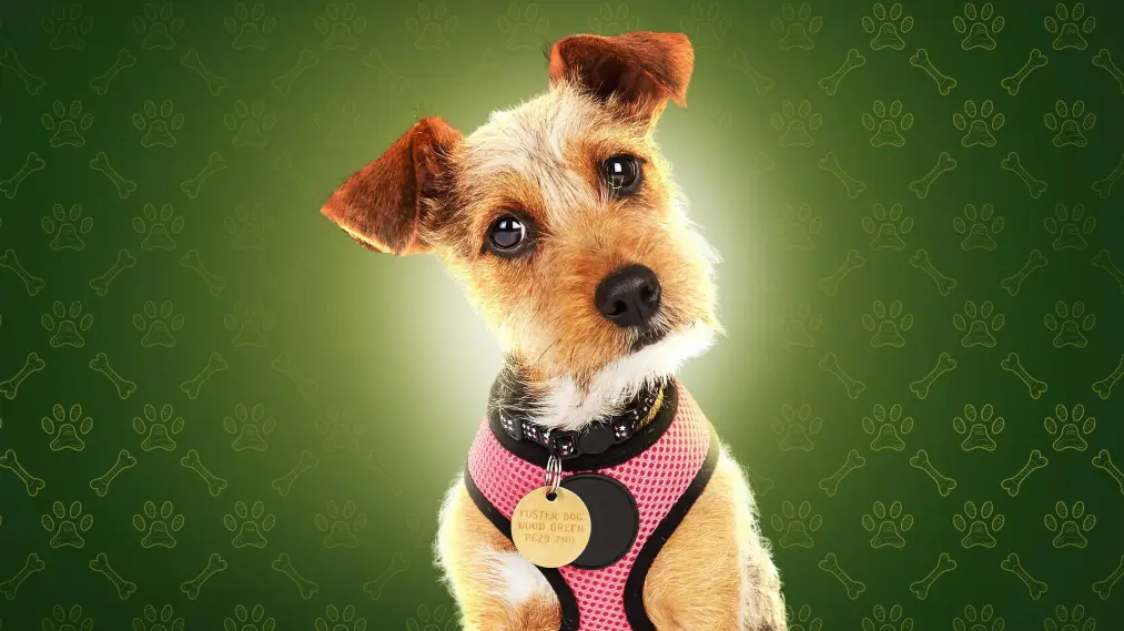 Phim The Dog House - The Dog House (2019)